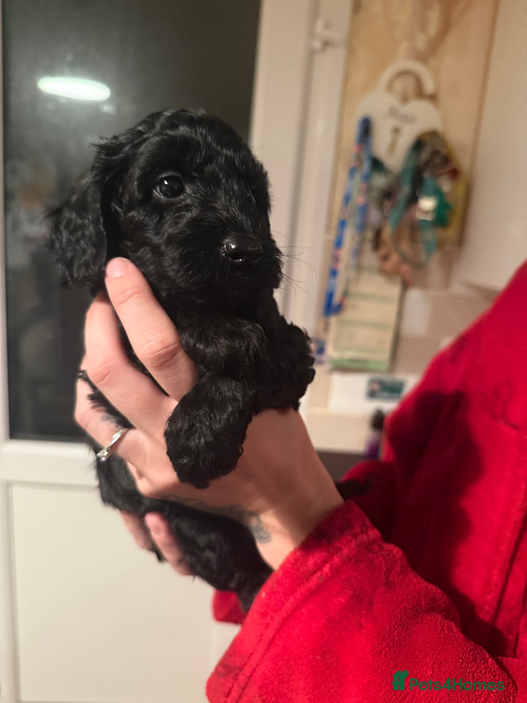 Cockapoo dogs for sale: Cockapoo f2 puppy  - Image 4