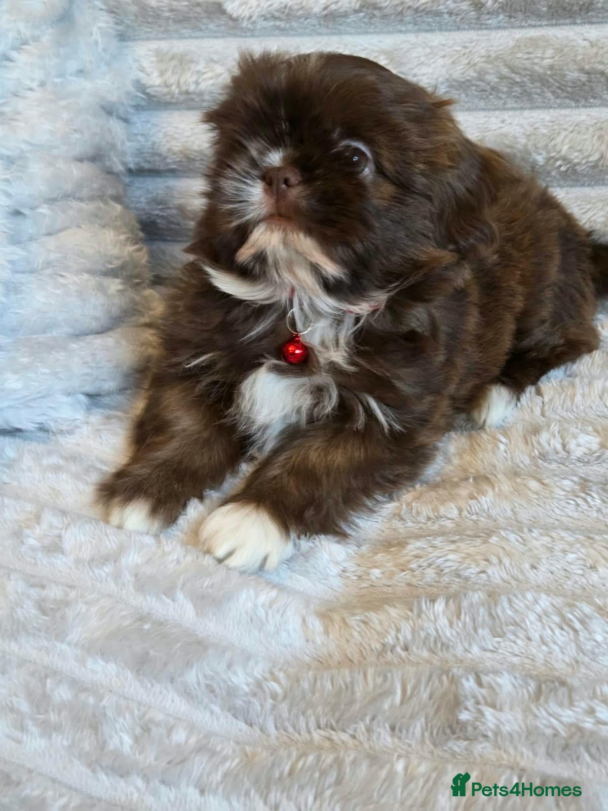 Shih Tzu dogs Imperial shih tzu babies - Advert 3