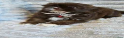 Shih Tzu dogs for sale: Imperial shih tzu babies in Barnsley - Advert 1