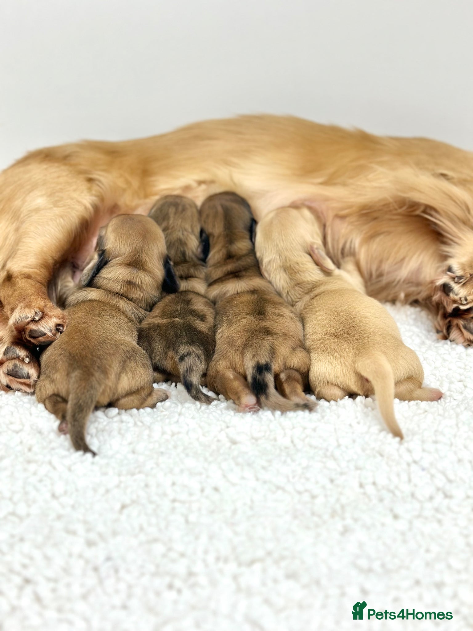 Miniature Dachshund dogs 𝕃𝕠𝕟𝕘 𝕙𝕒𝕚𝕣𝕖𝕕 𝕞𝕚𝕟𝕚 𝕕𝕒𝕔𝕙𝕤𝕙𝕦𝕟𝕕s - Advert 1