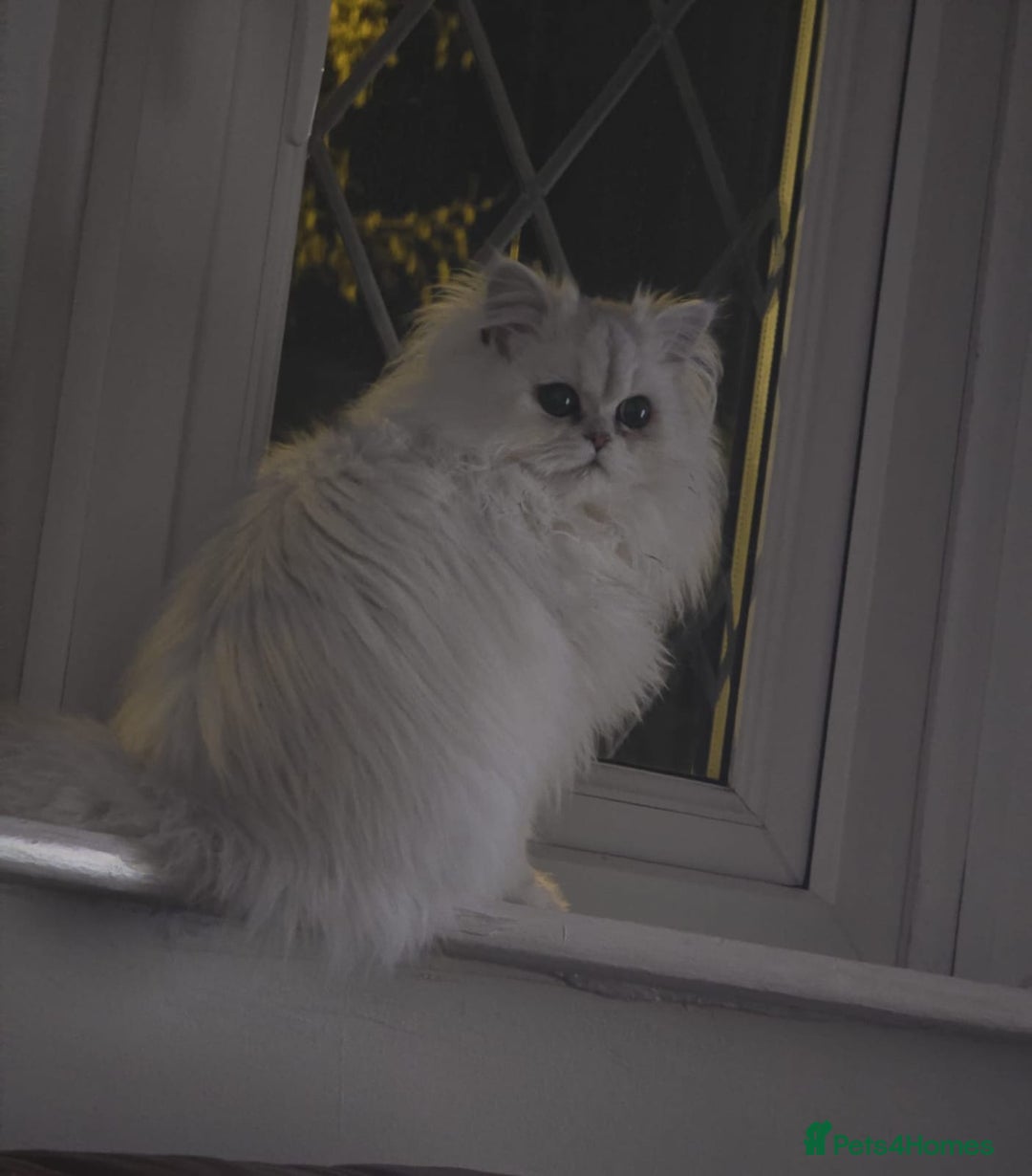 Persian cats for sale: Persiian chinchilla silver tip female - Advert 1