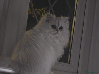 Persian cats Persiian chinchilla silver tip female - Advert 16