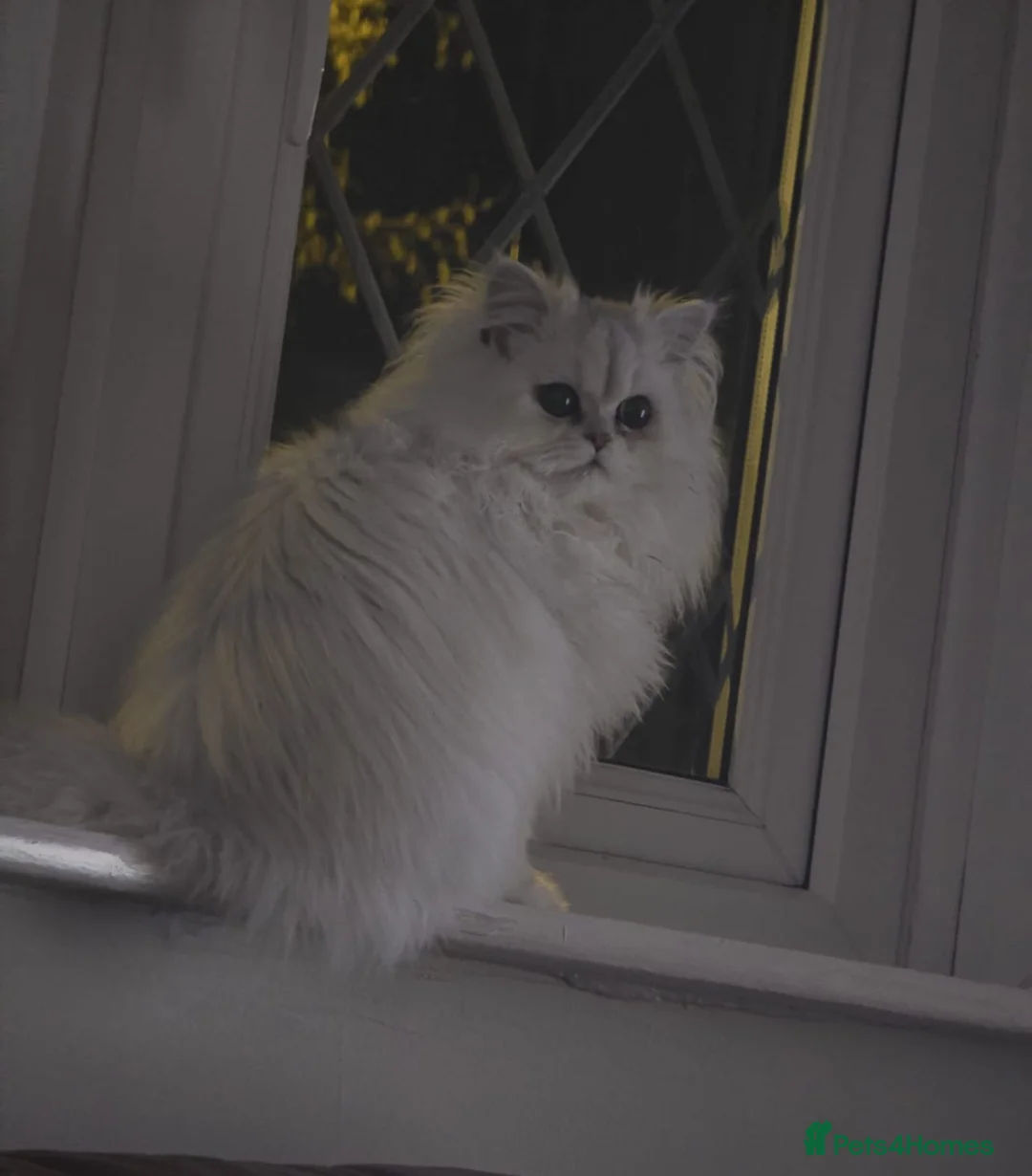 Persian cats for sale: Persiian chinchilla silver tip female - Advert 1