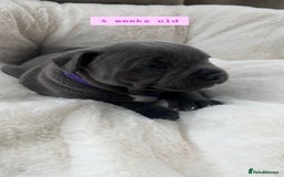 Staffordshire Bull Terrier dogs for sale: Orange Collar Puppy  - KC registered Blue ‘Bullscaff Pharaon’ Staffy Boy - Image 10