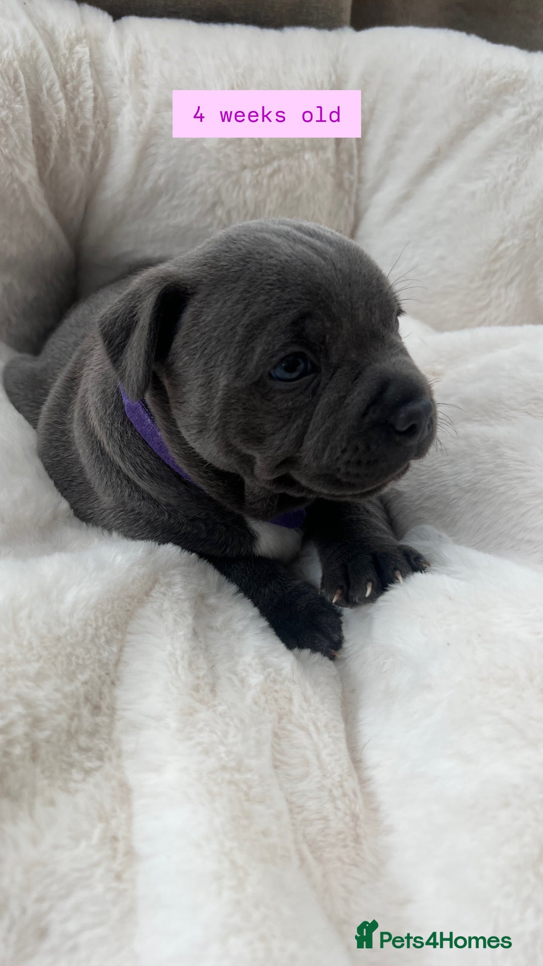 Staffordshire Bull Terrier dogs for sale: Orange Collar Puppy  - KC registered Blue ‘Bullscaff Pharaon’ Staffy Boy - Image 10