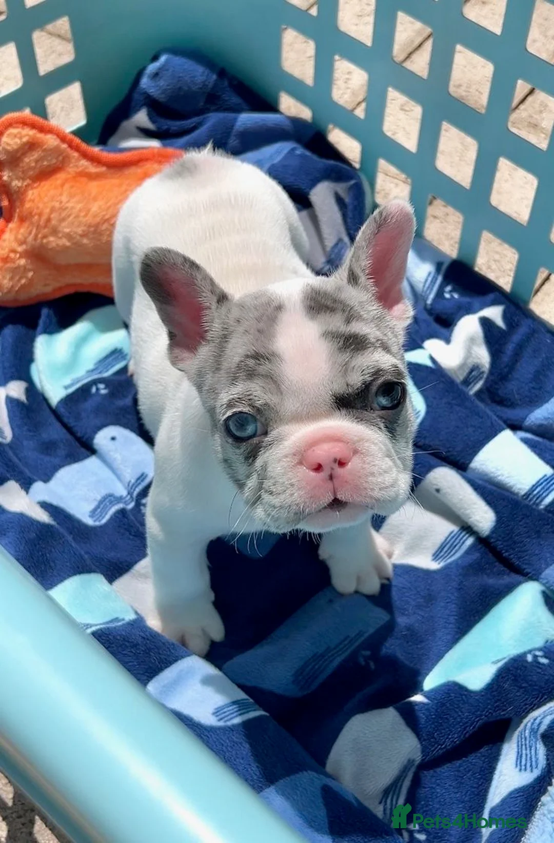 French Bulldog dogs for sale: French Bulldog puppies for sale in Southampton - Advert 3