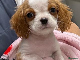 Cavapoo dogs LAST GIRL !! - Advert 13