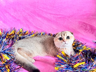 Scottish Fold cats High quality TICA pedigree kittens - Advert 11