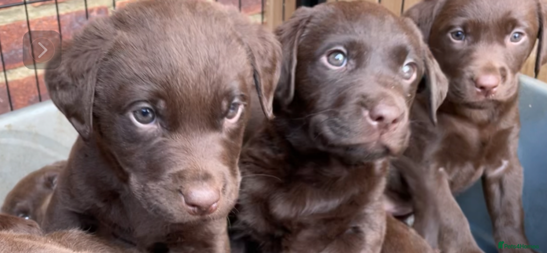 Labrador Retriever dogs for sale: Chunky Chocolate Labrador Puppies - Advert 10