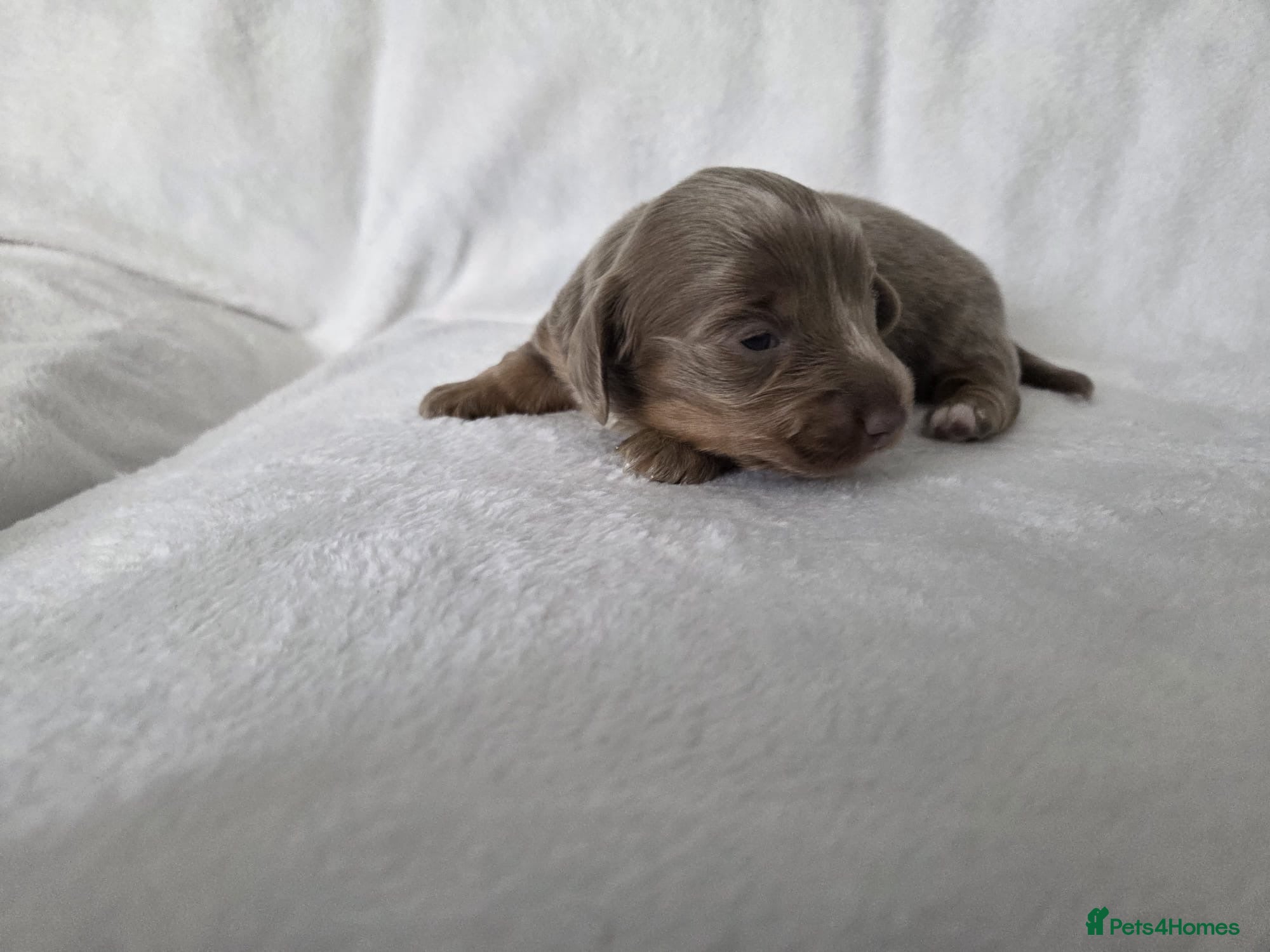 Miniature Dachshund dogs True long haired miniature dachshund for sale - Advert 10