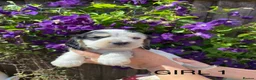 Cocker Spaniel dogs for sale: Cocker spaniel puppies  - Advert 17