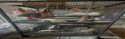 Rat rodents for sale: Fancy Dumbo Rats 8 months old with cage - Advert 10