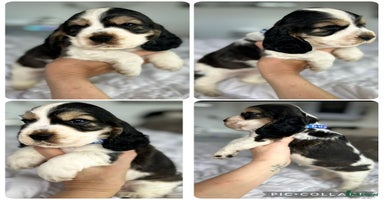 Cocker Spaniel dogs - Advert 9