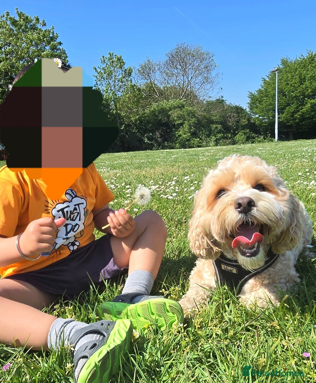 Shihpoo dogs for sale: Shihpoo  - Image 1