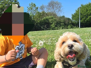 Shihpoo dogs - Advert 1