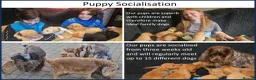Labrador Retriever dogs for sale: Stunning Red Fox Labs-Health checked, KC Reg, FTCH - Advert 16