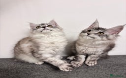 Maine Coon cats for sale: 💕5 TICA registered DNA CLEAR💕  - Image 12
