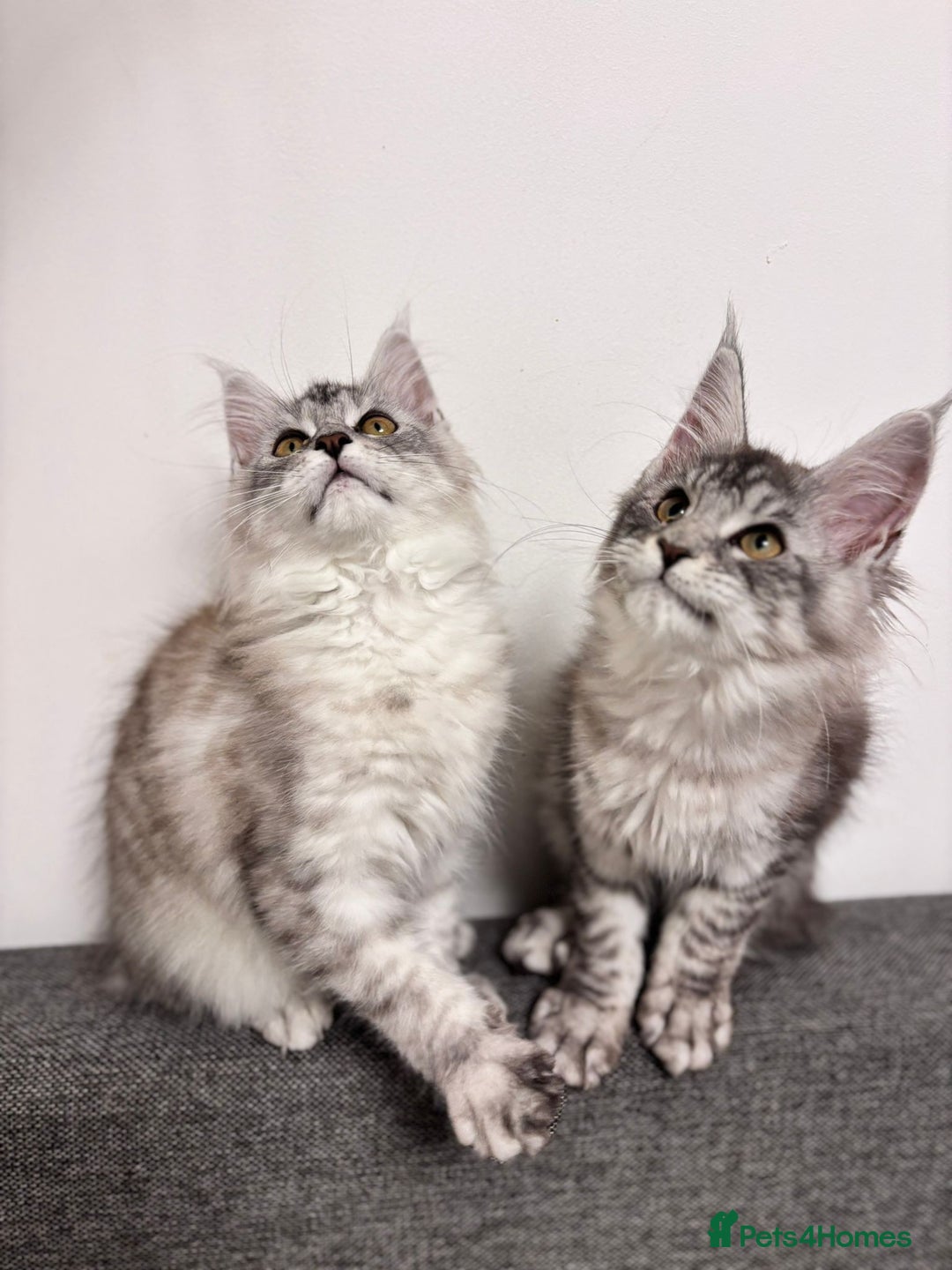 Maine Coon cats for sale: 💕5 TICA registered DNA CLEAR💕  - Image 12