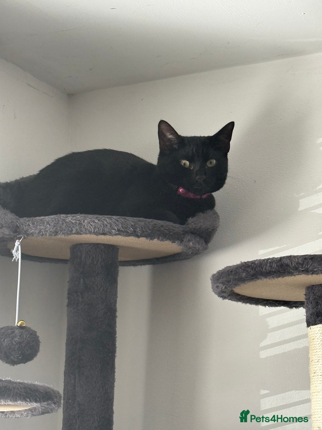 Mixed Breed cats for sale: Two female kittens for sale- black and calico  - Advert 12