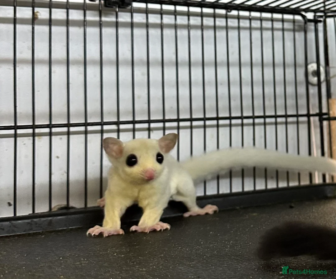 Sugar Glider rodents for sale: Sugar gliders l - Advert 5