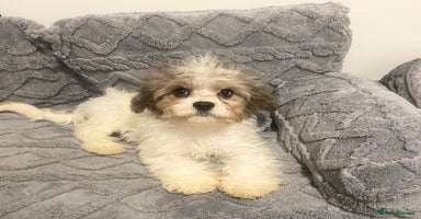 Cavapoo dogs - Advert 6