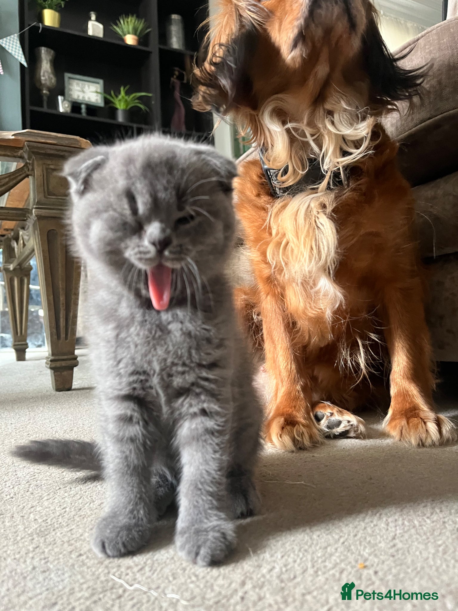Scottish Fold cats Super Cute Scottish Fold Kittens Available  - Advert 2