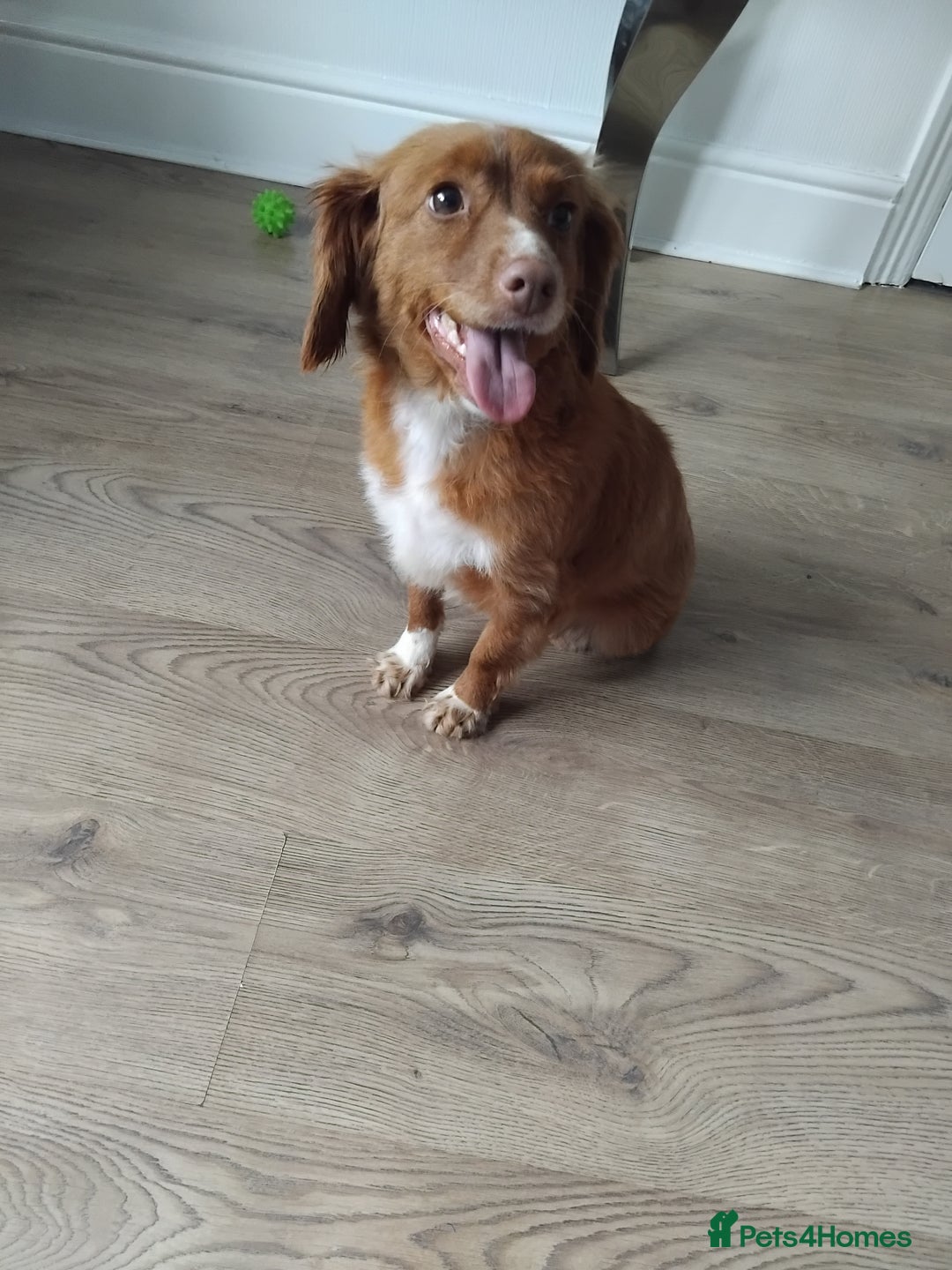 Cavachon dogs for sale: Golden Female cavachon  - Advert 2