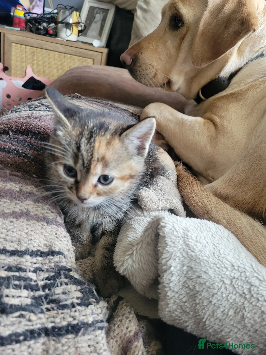 Mixed Breed cats for sale: Lovely kittens for sale  - Advert 5