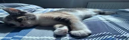 British Shorthair cats for sale: 5 Mixed british shorthair kitten litter  - Advert 10