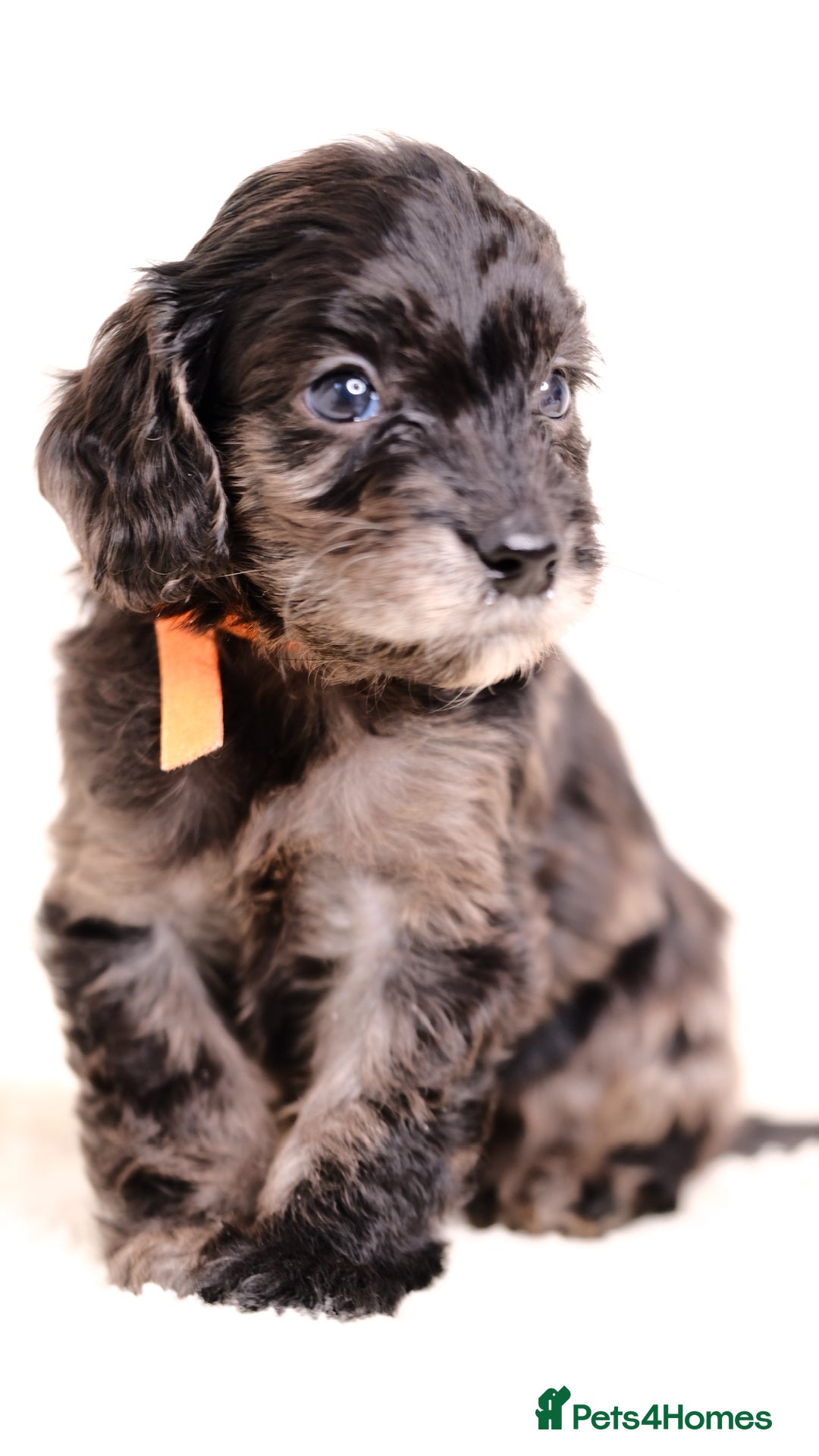 Mixed Breed dogs for sale: 8 UNIQUE Spaniel x Poodle Puppies - Image 12