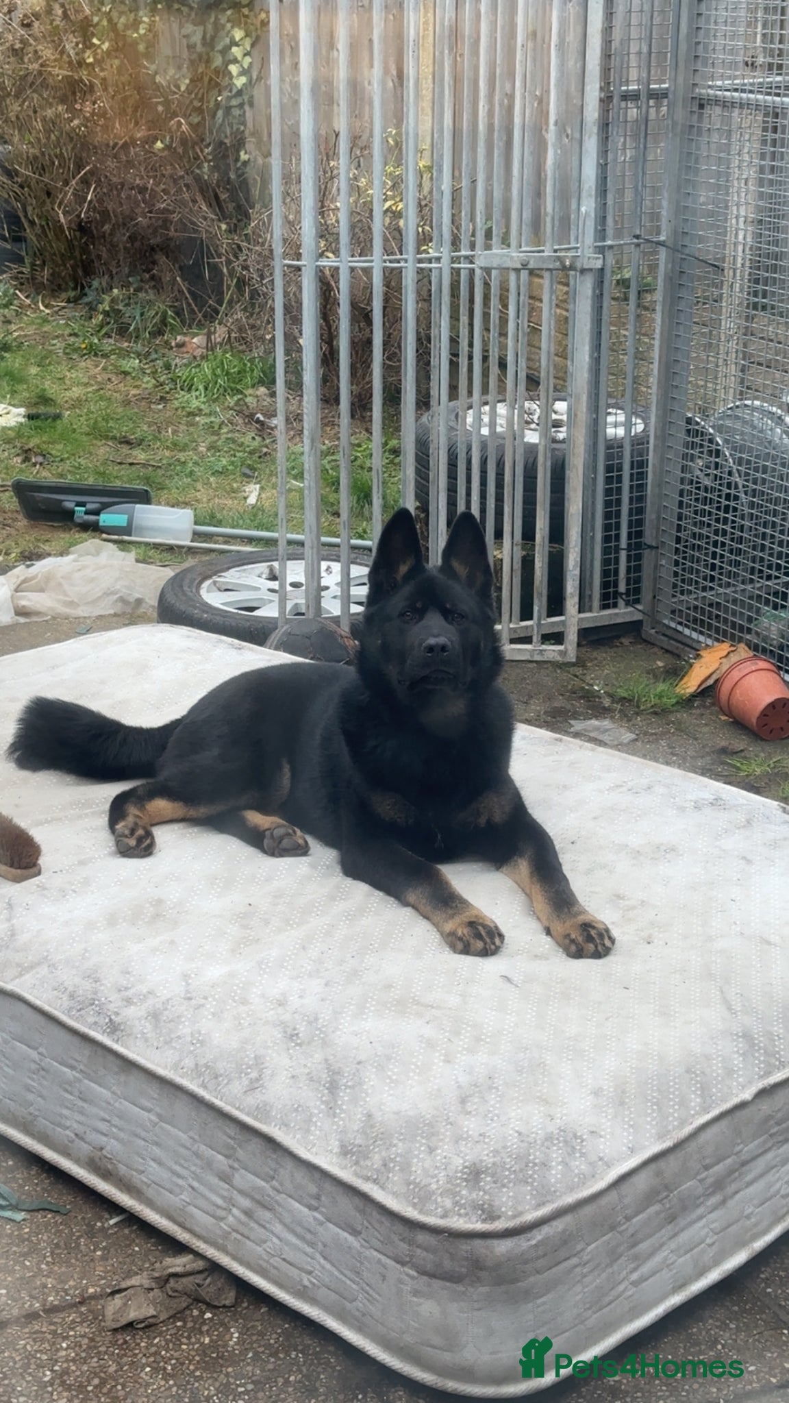 Mixed Breed dogs German shepherd X Akita 7 month old puppy  - Advert 2