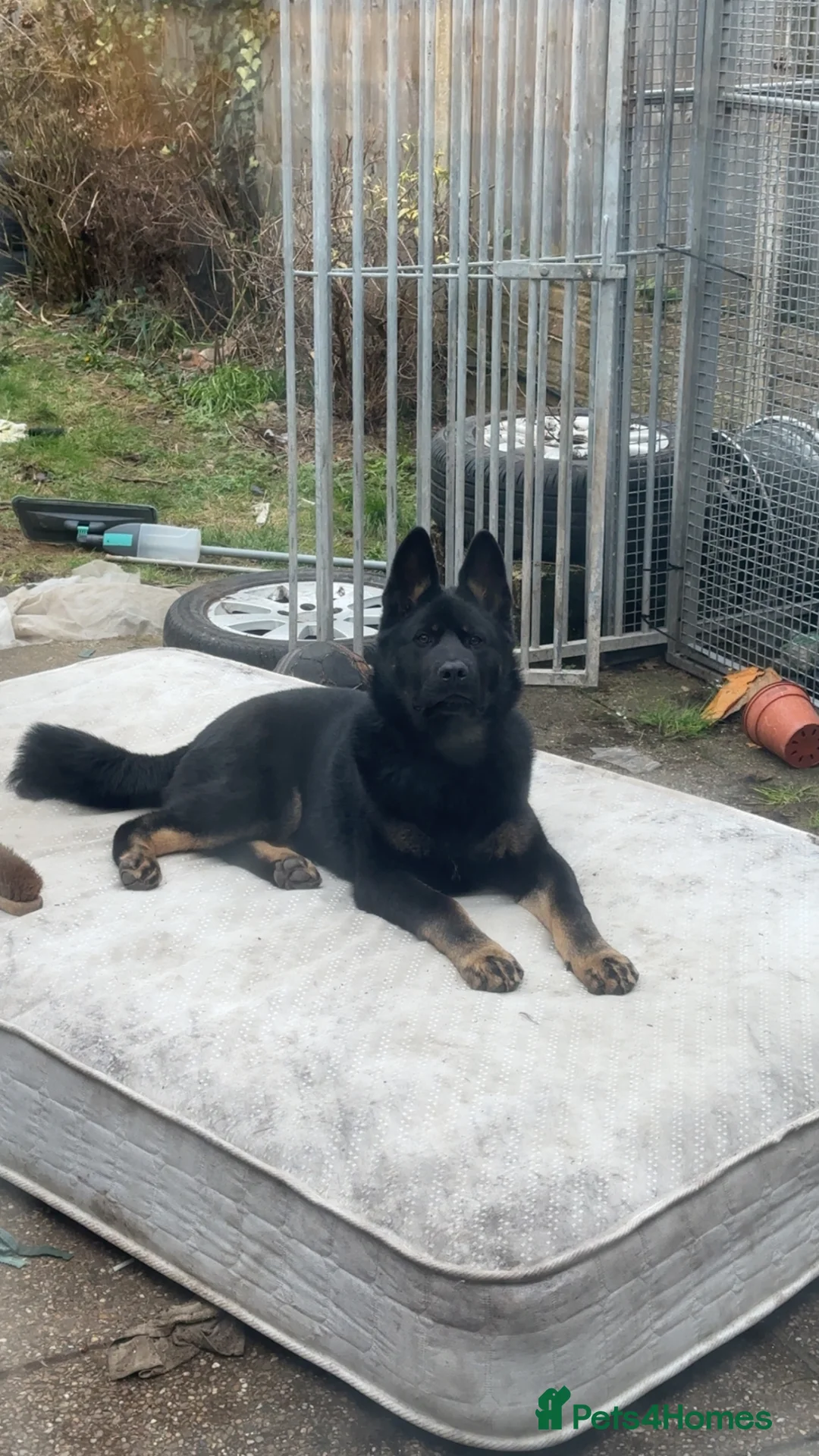 Mixed Breed dogs for sale: German shepherd X Akita 7 month old puppy  in Birmingham - Advert 1