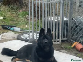 Mixed Breed dogs German shepherd X Akita 7 month old puppy - Advert 2
