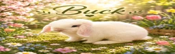 Mini Lop rabbits for sale: 1 buck & 1 doe mini lop  - Advert 1