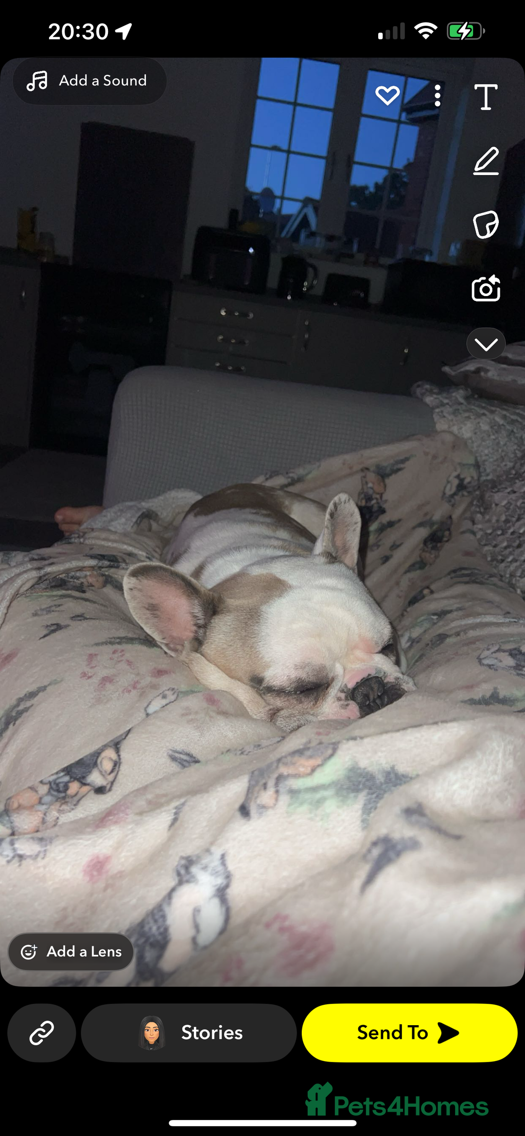 French Bulldog dogs for sale: Chunkz is looking for a new home  - Advert 2