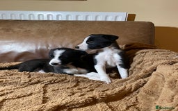 Lurcher dogs for sale: 4 stunning Lurcher colie pups - Advert 1