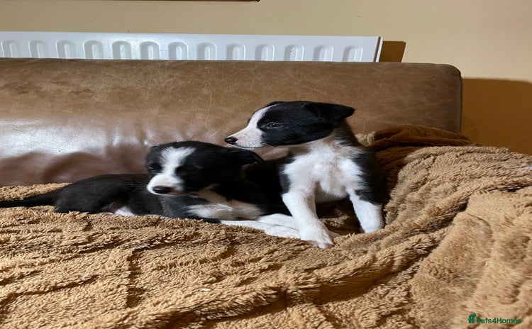 Lurcher dogs 4 stunning Lurcher colie pups - Advert 1