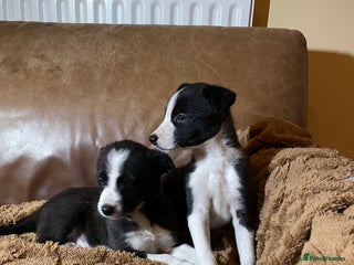 Lurcher dogs 4 stunning Lurcher colie pups - Advert 4