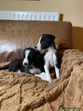 Lurcher dogs 4 stunning Lurcher colie pups - Advert 1
