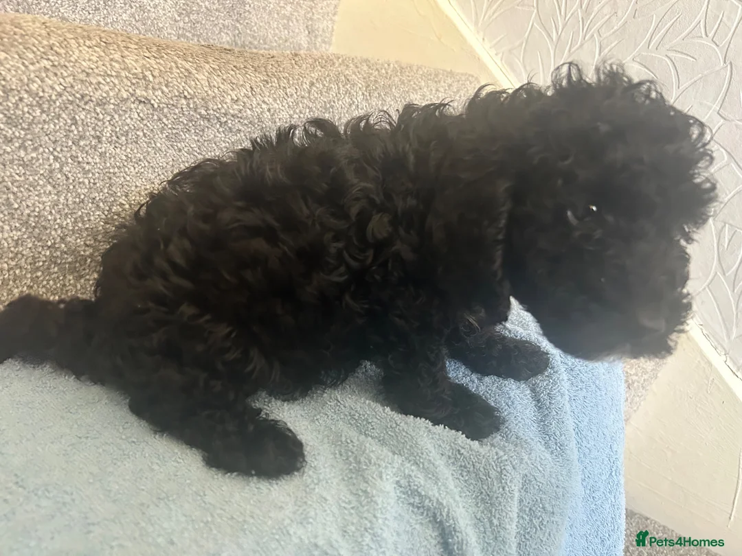 Cockapoo dogs for sale: *500*LAST  2 looking for their forever home  - Advert 8