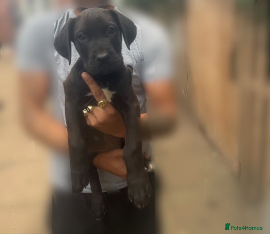 Cane Corso dogs for sale: Cane corso mix bandogge mastiff - Image 8