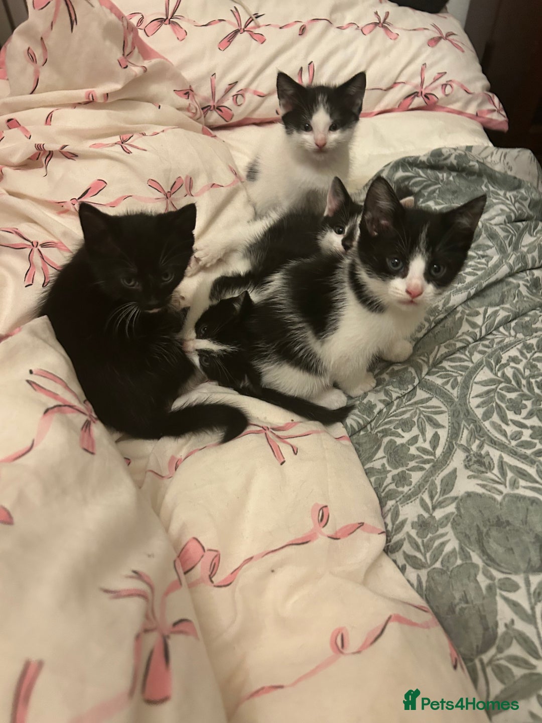 Mixed Breed cats for sale: Five kittens adorable for sale  - Advert 1