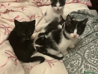 Mixed Breed cats Five kittens adorable for sale - Advert 2