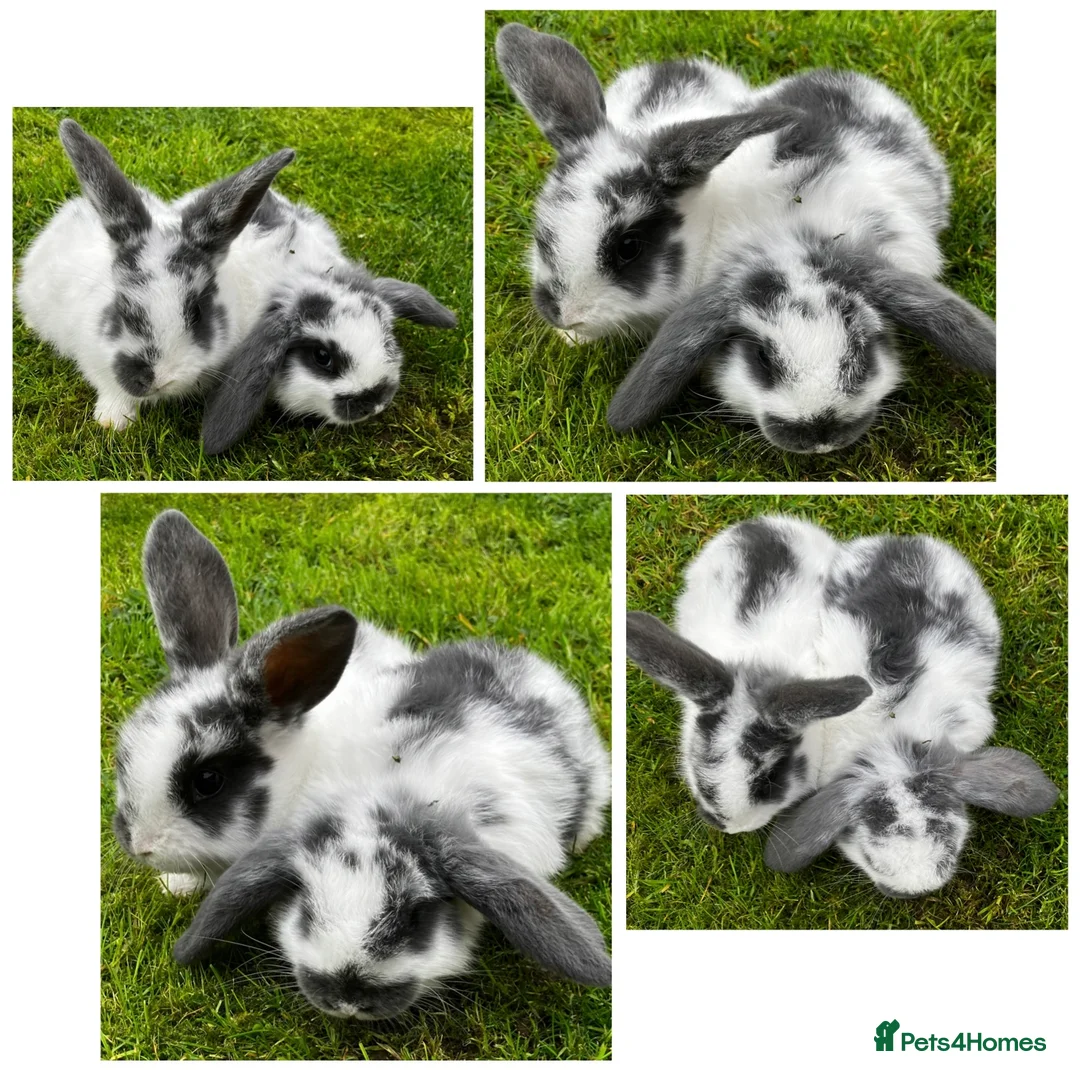 Dwarf Lop rabbits for sale: Nine Baby Dwarf Lops - Advert 11