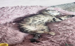 Turkish Angora cats for sale: Turkish angora cross Bengal  - Image 6
