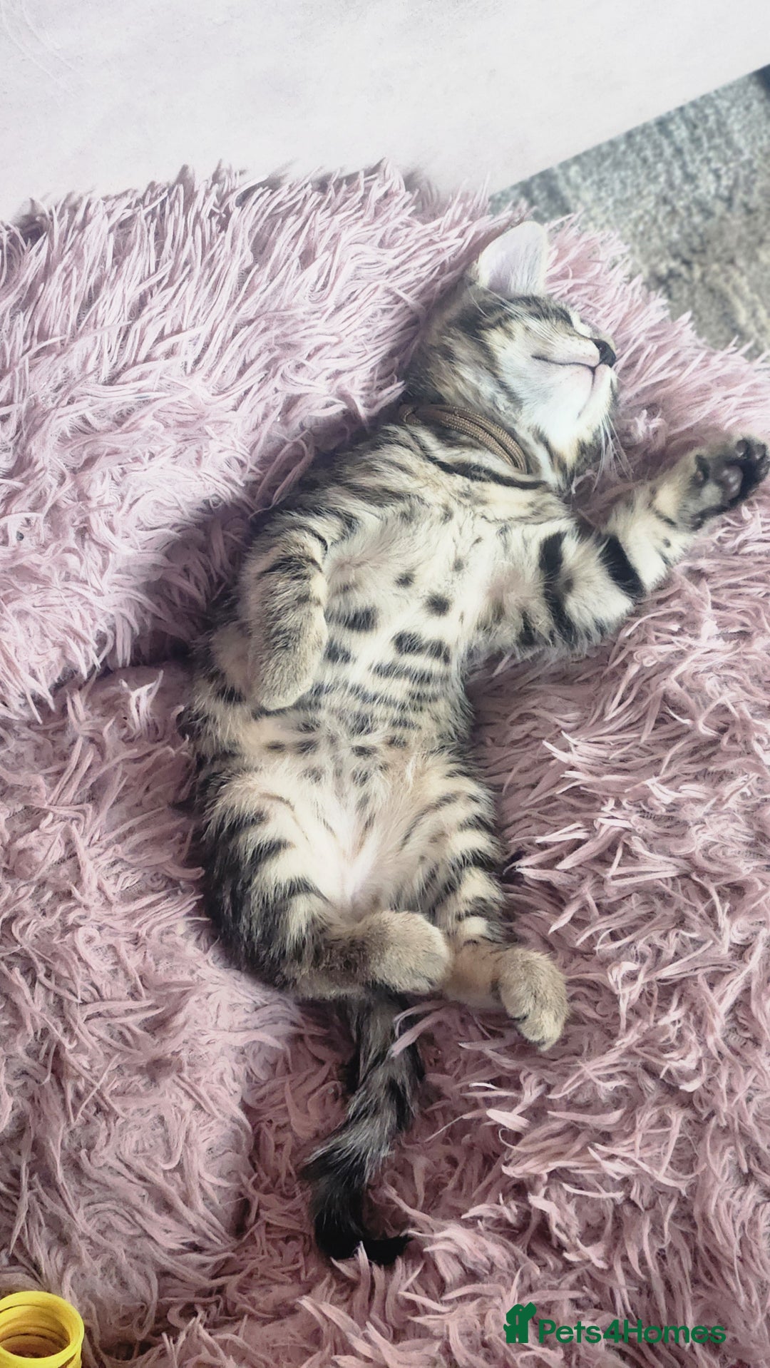 Turkish Angora cats for sale: Turkish angora cross Bengal  - Image 6