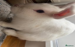 New Zealand rabbits for sale: rabbit for sale - Image 1