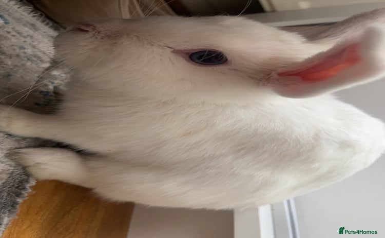 New Zealand rabbits - Advert 1