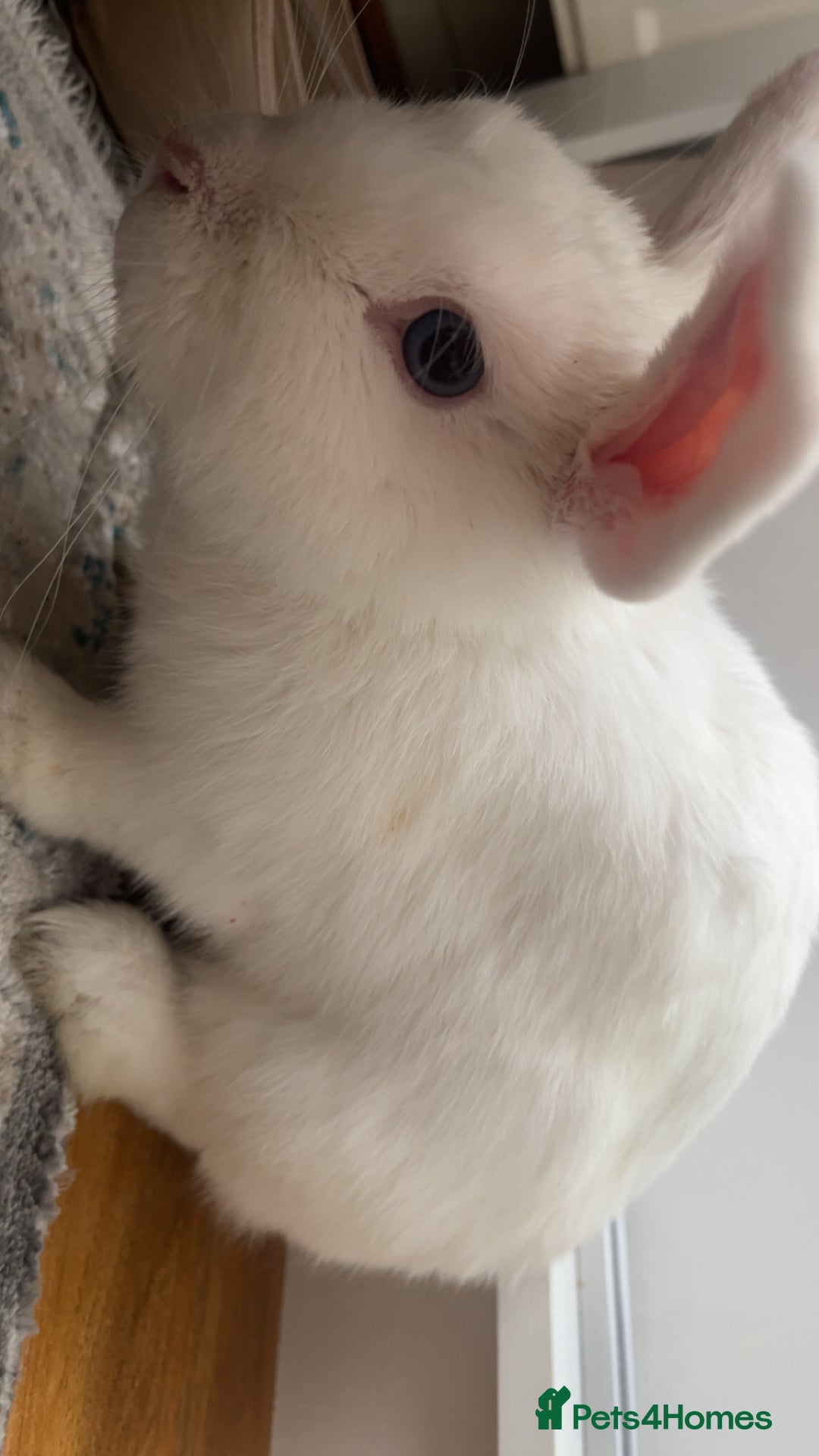 New Zealand rabbits for sale: rabbit for sale - Image 1