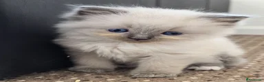 Ragdoll 1